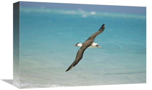 Global Gallery GCS-451434-1218-142 12 x 18 in. Laysan Albatross Flying