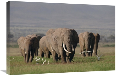Global Gallery GCS-452821-2030-142 20 x 30 in. African Elephant Matria