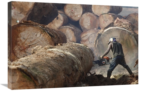 Global Gallery GCS-398079-2030-142 20 x 30 in. Logger Cutting Tree Tru