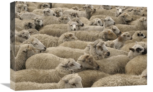 Global Gallery GCS-453137-1624-142 16 x 24 in. Domestic Sheep Herd&#44