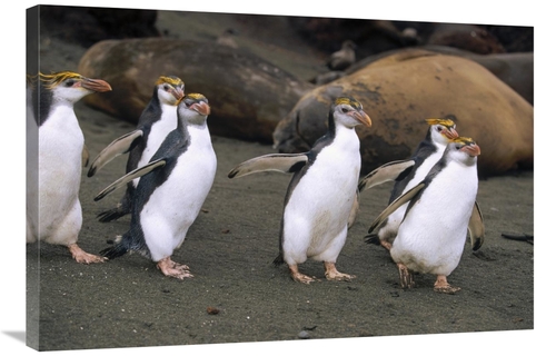 Global Gallery GCS-452443-2436-142 24 x 36 in. Royal Penguin Group on 