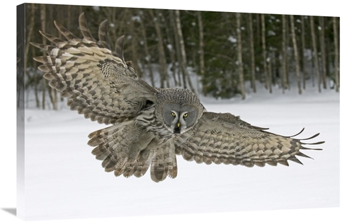 Global Gallery GCS-398260-2436-142 24 x 36 in. Great Grey Owl, Fin