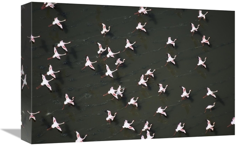Global Gallery GCS-396778-1218-142 12 x 18 in. Lesser Flamingo Flock T