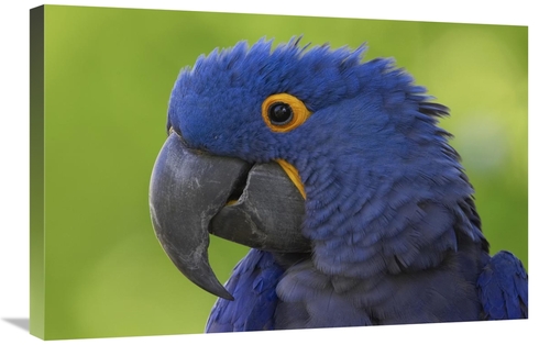 Global Gallery GCS-450890-2030-142 20 x 30 in. Hyacinth Macaw Portrait