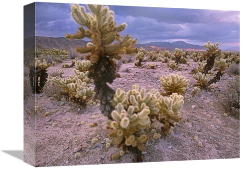 Global Gallery GCS-396617-1216-142 12 x 16 in. Teddy Bear Cholla Cacti