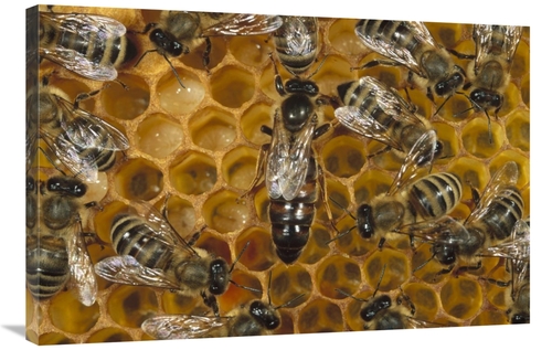 Global Gallery GCS-452360-2436-142 24 x 36 in. Honey Bee Colony & Quee