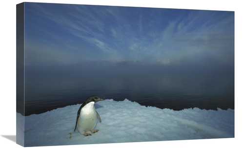 Global Gallery GCS-451722-1624-142 16 x 24 in. Adelie Penguin Portrait