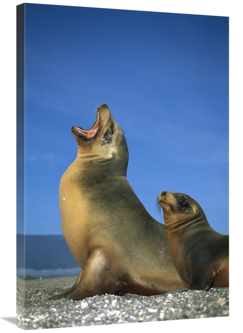 Global Gallery GCS-451756-2436-142 24 x 36 in. Galapagos Sea Lion Fema