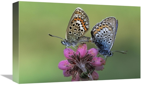 Global Gallery GCS-398015-1218-142 12 x 18 in. Silver-Studded Blue But