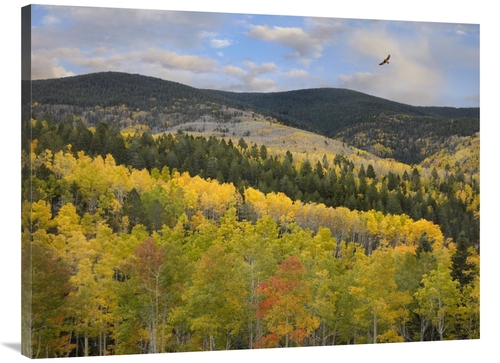 Global Gallery GCS-395950-3040-142 30 x 40 in. Coopers Hawk, Santa