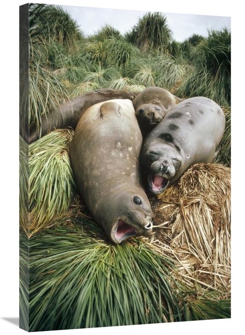 Global Gallery GCS-451308-2030-142 20 x 30 in. Southern Elephant Seal 