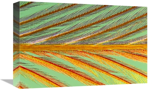 Global Gallery GCS-398218-1218-142 12 x 18 in. Close Up of Feather Sho