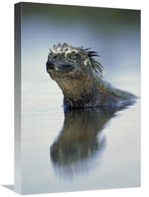 Global Gallery GCS-451352-1624-142 16 x 24 in. Marine Iguana, Punt