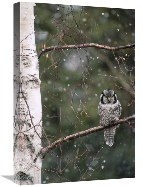 Global Gallery GCS-451845-1624-142 16 x 24 in. Northern Hawk Owl Perch