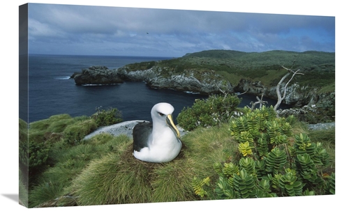 Global Gallery GCS-451665-2030-142 20 x 30 in. Bullers Albatross Nesti