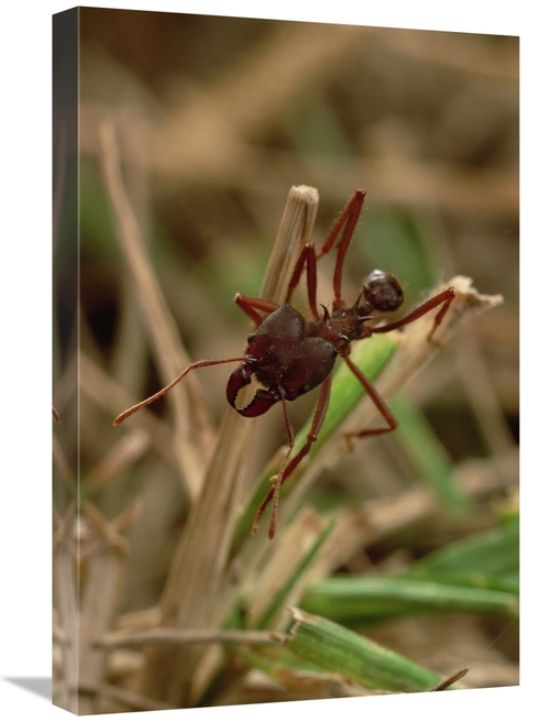 Global Gallery GCS-450773-1624-142 16 x 24 in. Leafcutter Ant, Par