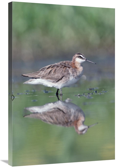 24 x 36 in. Wilsons Phalarope Adult with Reflection, North America