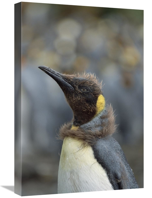 Global Gallery GCS-452448-1624-142 16 x 24 in. King Penguin Chick Molt