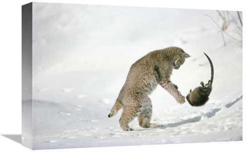 Global Gallery GCS-397992-1218-142 12 x 18 in. Bobcat Hunting Muskrat 