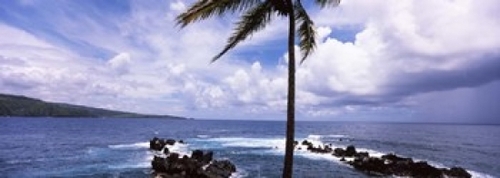 Panoramic Images PPI114153L Palm tree on the coast  Honolulu Nui Bay  