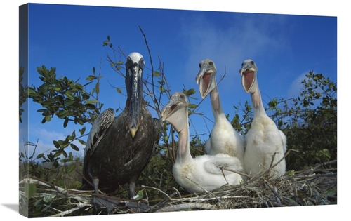 Global Gallery GCS-451769-2030-142 20 x 30 in. Brown Pelican Chicks Be