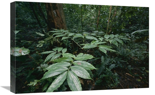 Global Gallery GCS-398568-1624-142 16 x 24 in. Dichorisandra Arranges 