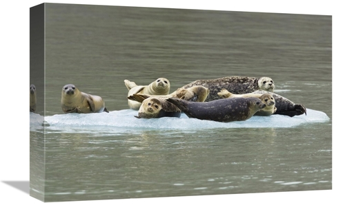 Global Gallery GCS-453618-1218-142 12 x 18 in. Harbor Seal Group on Ic
