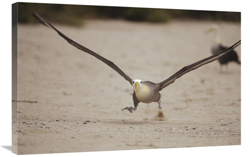 Global Gallery GCS-451370-2436-142 24 x 36 in. Waved Albatross Using B