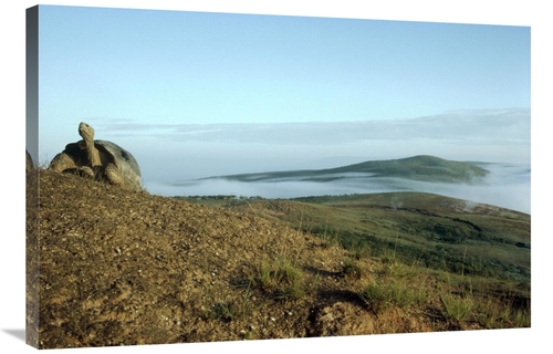 Global Gallery GCS-451228-2436-142 24 x 36 in. Galapagos Giant Tortois