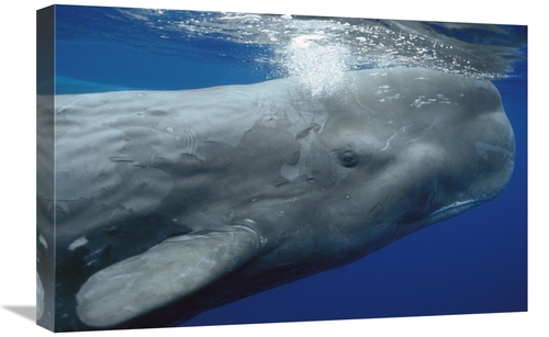 Global Gallery GCS-397708-1624-142 16 x 24 in. Sperm Whale Surfacing&#