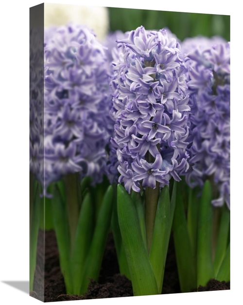 Global Gallery GCS-398362-1218-142 12 x 18 in. Hyacinth Skyline Variet