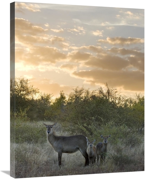 Global Gallery GCS-395436-2432-142 24 x 32 in. Waterbuck Mother & Calf