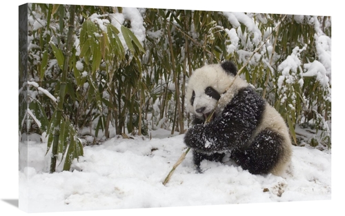 Global Gallery GCS-395894-2030-142 20 x 30 in. Giant Panda Cub Eating 