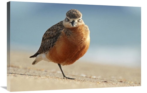 Global Gallery GCS-397456-2436-142 24 x 36 in. Red-Breasted Plover&#44