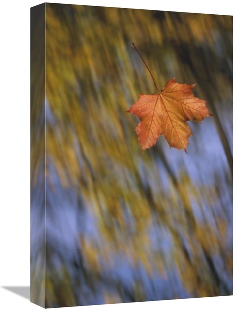 Global Gallery GCS-452404-1218-142 12 x 18 in. Falling Maple Leaf,