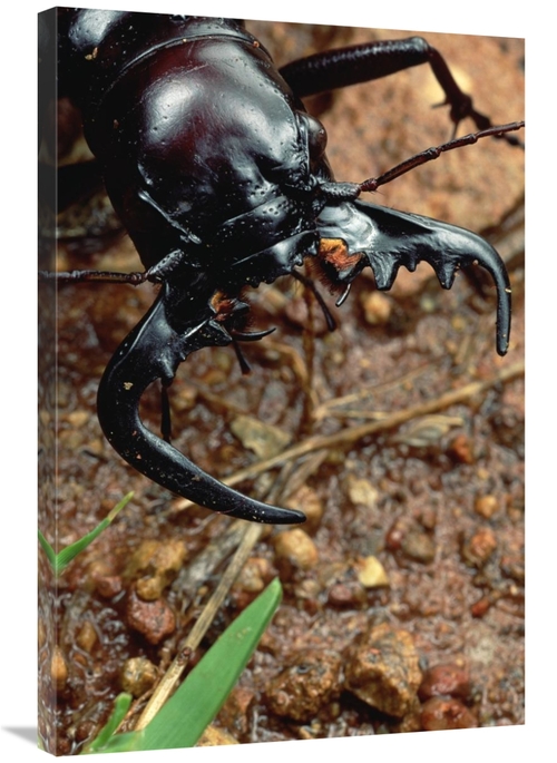 Global Gallery GCS-450959-2436-142 24 x 36 in. Ground Beetle Portrait&