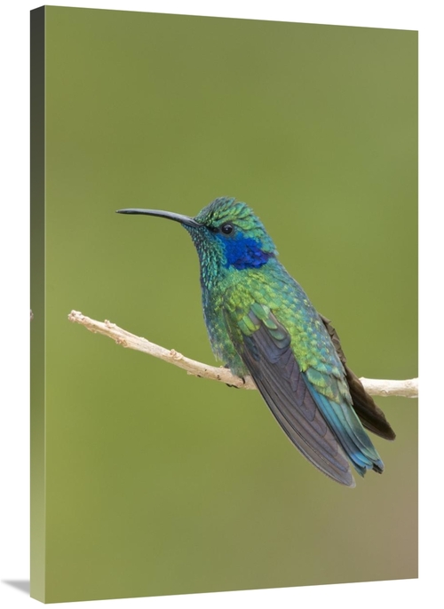 Global Gallery GCS-397310-2436-142 24 x 36 in. Green Violet-Ear Hummin