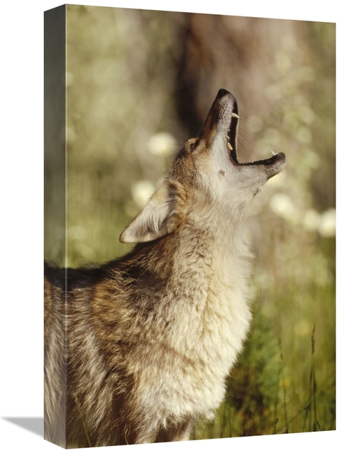 Global Gallery GCS-451963-1218-142 12 x 18 in. Coyote Adult Howling&#4
