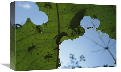 Global Gallery GCS-398562-1218-142 12 x 18 in. Leafcutter Ant Workers 