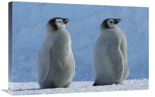 Global Gallery GCS-451735-2030-142 20 x 30 in. Emperor Penguin Chicks 