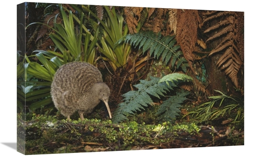 Global Gallery GCS-451213-1624-142 16 x 24 in. Great Spotted Kiwi Male