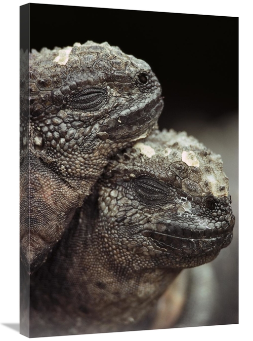 Global Gallery GCS-451109-2030-142 20 x 30 in. Marine Iguana Pair Rest