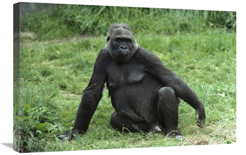 Global Gallery GCS-452826-2030-142 20 x 30 in. Western Lowland Gorilla