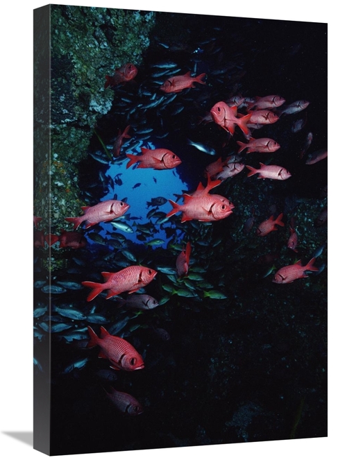Global Gallery GCS-450742-1624-142 16 x 24 in. Squirrelfish Schooling 