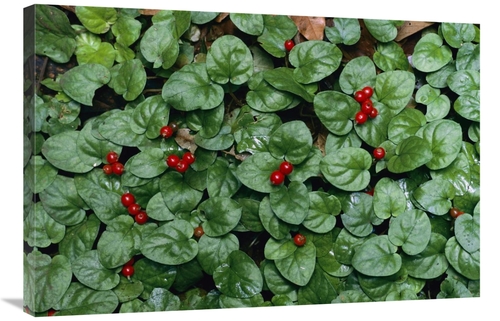 Global Gallery GCS-398539-2436-142 24 x 36 in. Madder Fruiting, Ba