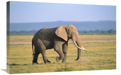 Global Gallery GCS-452751-2030-142 20 x 30 in. African Elephant Bull W
