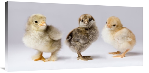 Global Gallery GCS-395728-2448-142 24 x 48 in. Domestic Chicken Chicks