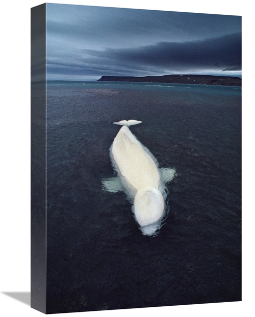Global Gallery GCS-450728-1218-142 12 x 18 in. Beluga Whale Stranded A