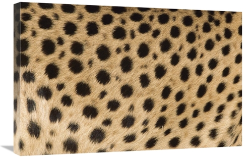 Global Gallery GCS-395307-2030-142 20 x 30 in. Cheetah Close-Up of Coa