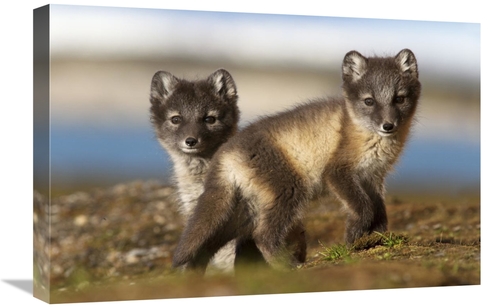 Global Gallery GCS-395692-1624-142 16 x 24 in. Two Arctic Fox Kits on 